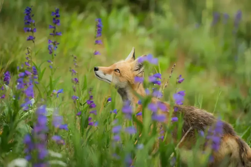 Renard d’Auvergne