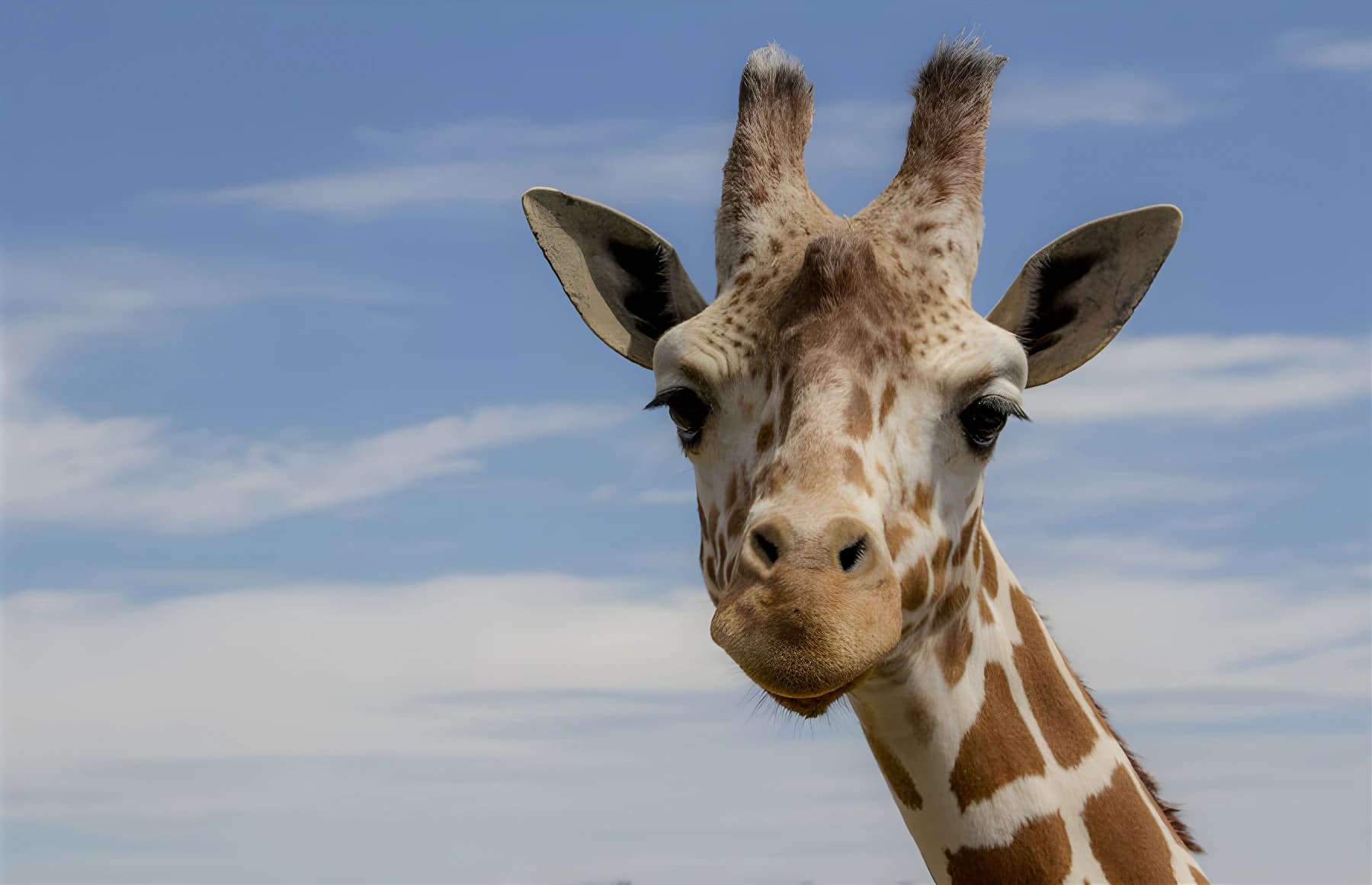 Girafes du Parc Animalier d’Auvergne