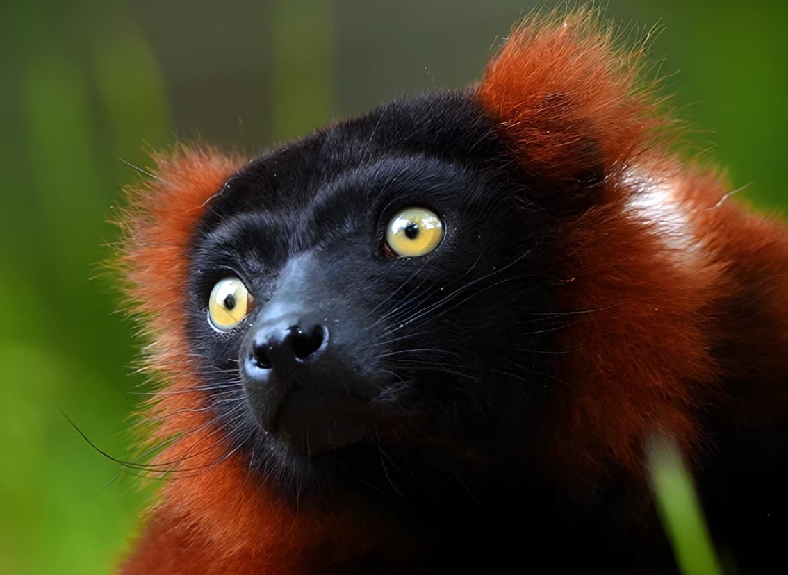 Vari roux du Parc Animalier d’Auvergne