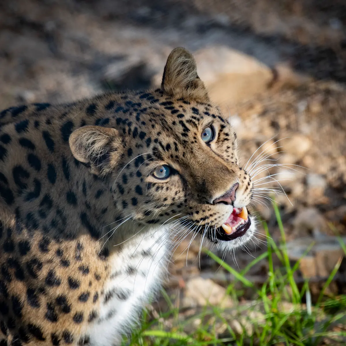 Le Parc Animalier d'Auvergne